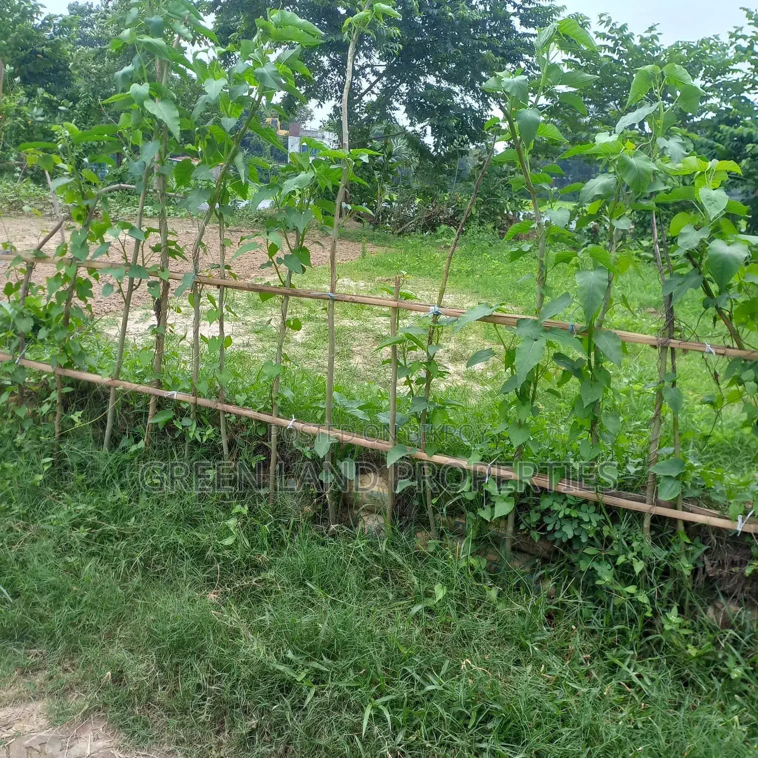 Ready Plot 12 Lac Near Bashundhara Keraniganj in Keraniganj