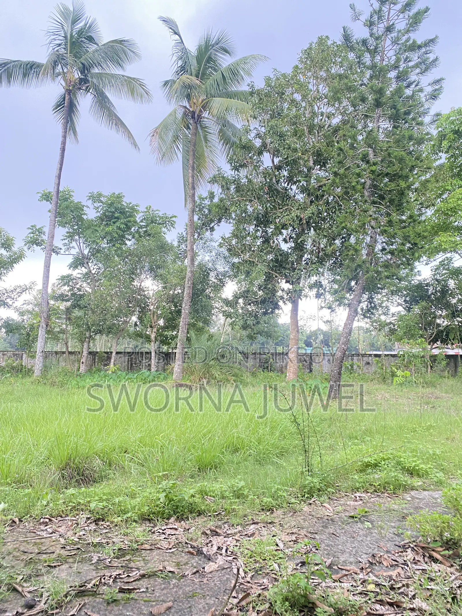 286 decimals / 173.09 kathas of land will be sold urgently. in Sreemangal