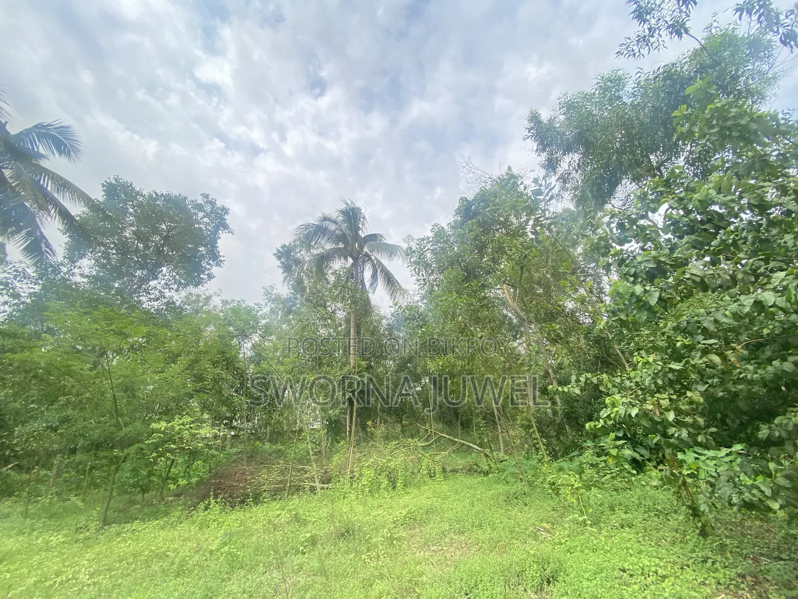 286 decimals / 173.09 kathas of land will be sold urgently. in Sreemangal