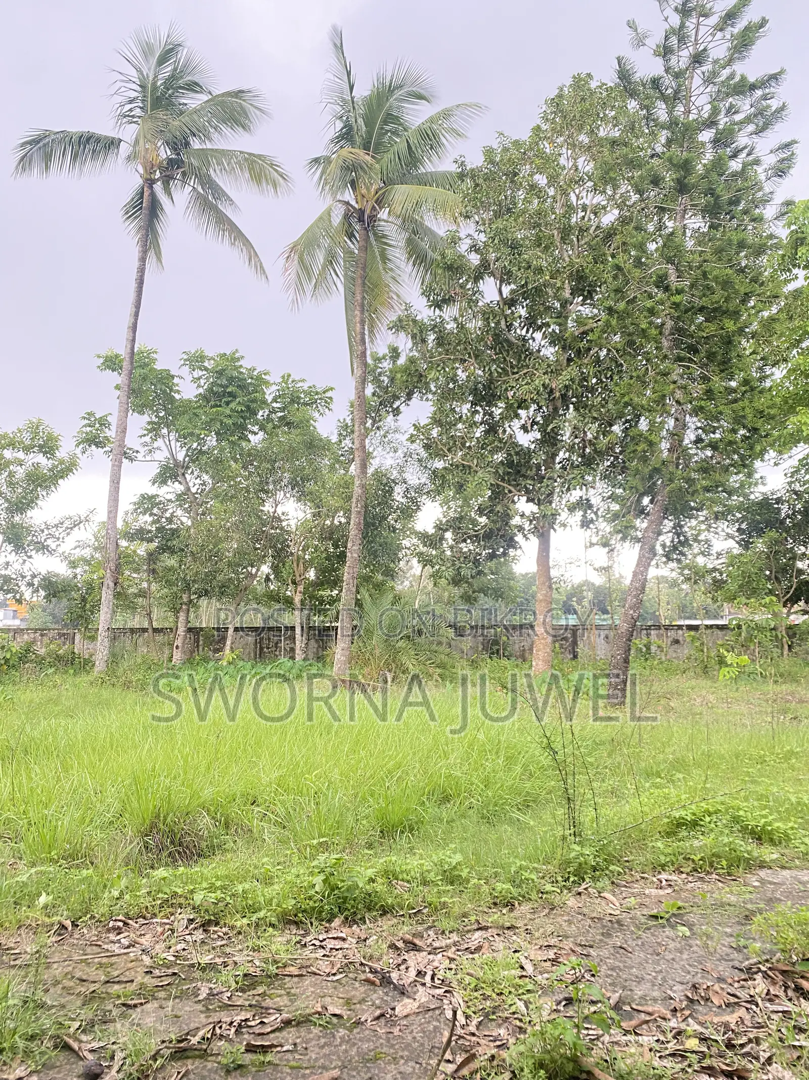286 decimals / 173.09 kathas of land will be sold urgently. in Sreemangal