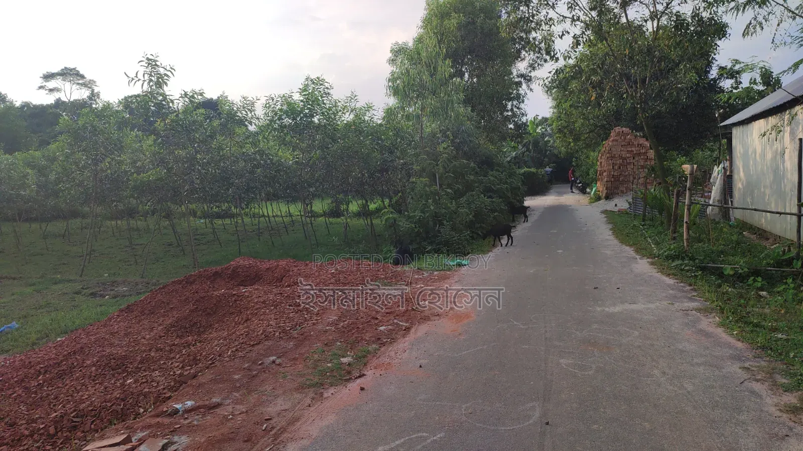 Land for sale 12 katha due to urgent need of money in Sreepur