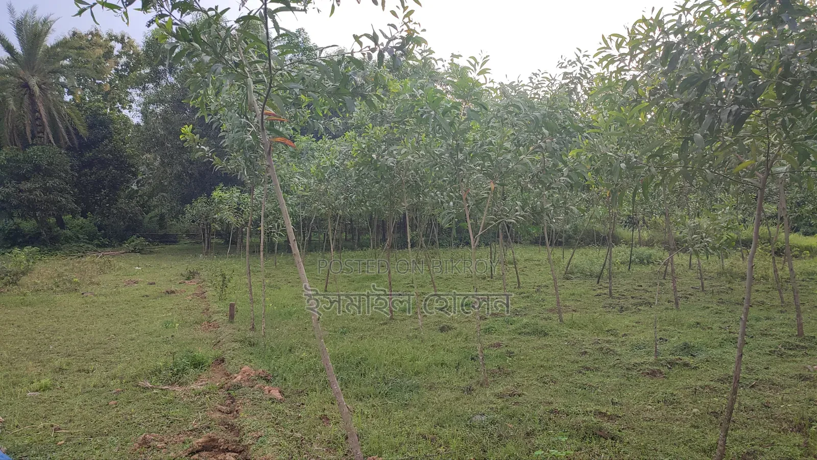 Land for sale 12 katha due to urgent need of money in Sreepur
