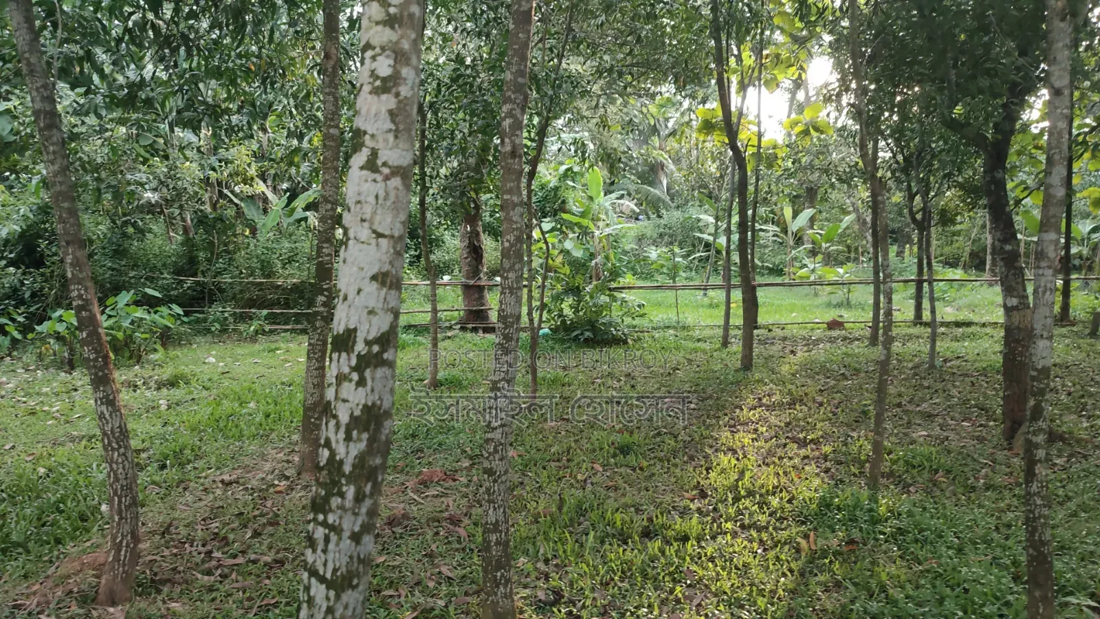 Land for sale 12 katha due to urgent need of money in Sreepur