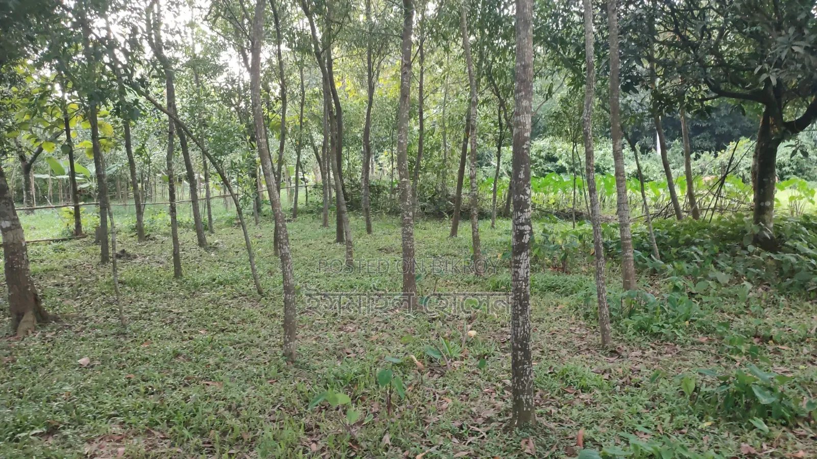 Land for sale 12 katha due to urgent need of money in Sreepur