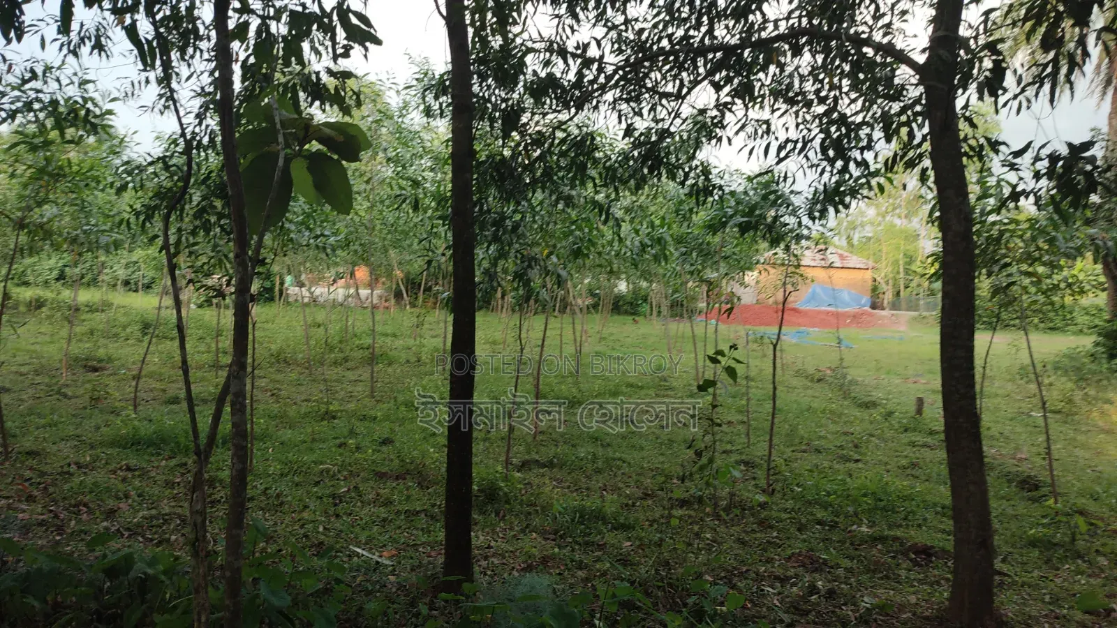 Land for sale 12 katha due to urgent need of money in Sreepur