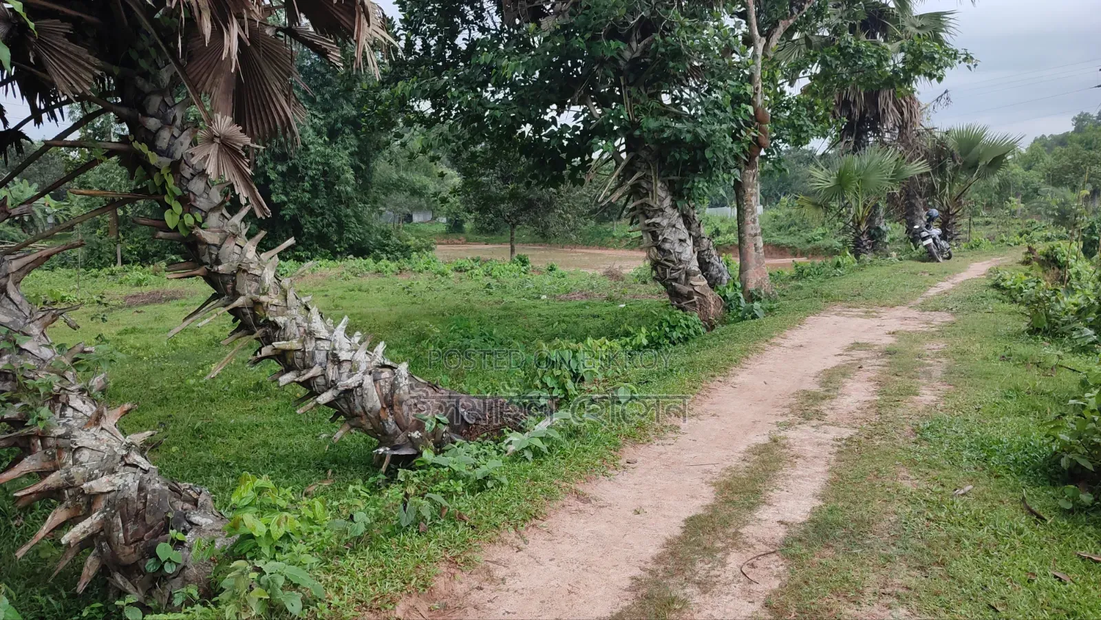 35 Satak Land for Sale at 85 Thousand Taka per Satak in Sreepur