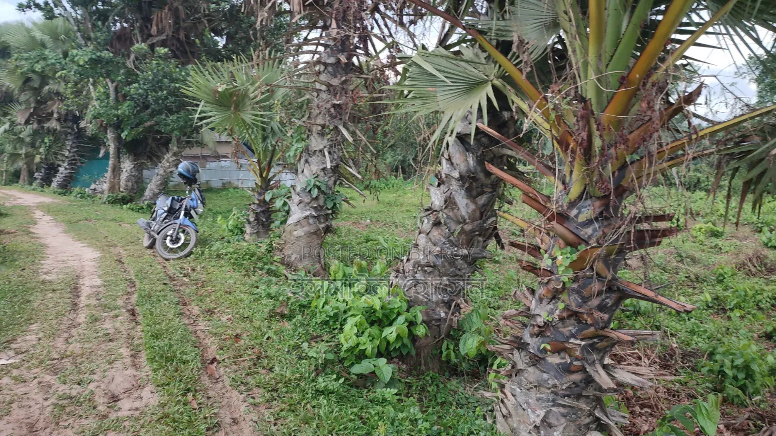 35 Satak Land for Sale at 85 Thousand Taka per Satak in Sreepur