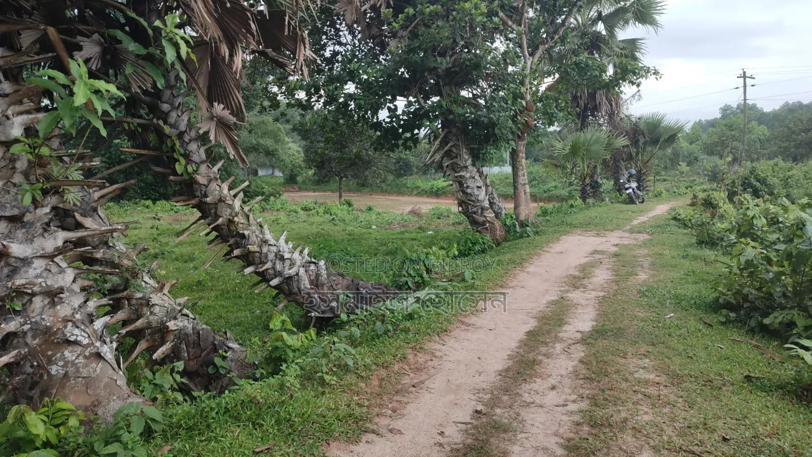 35 Satak Land for Sale at 85 Thousand Taka per Satak in Sreepur