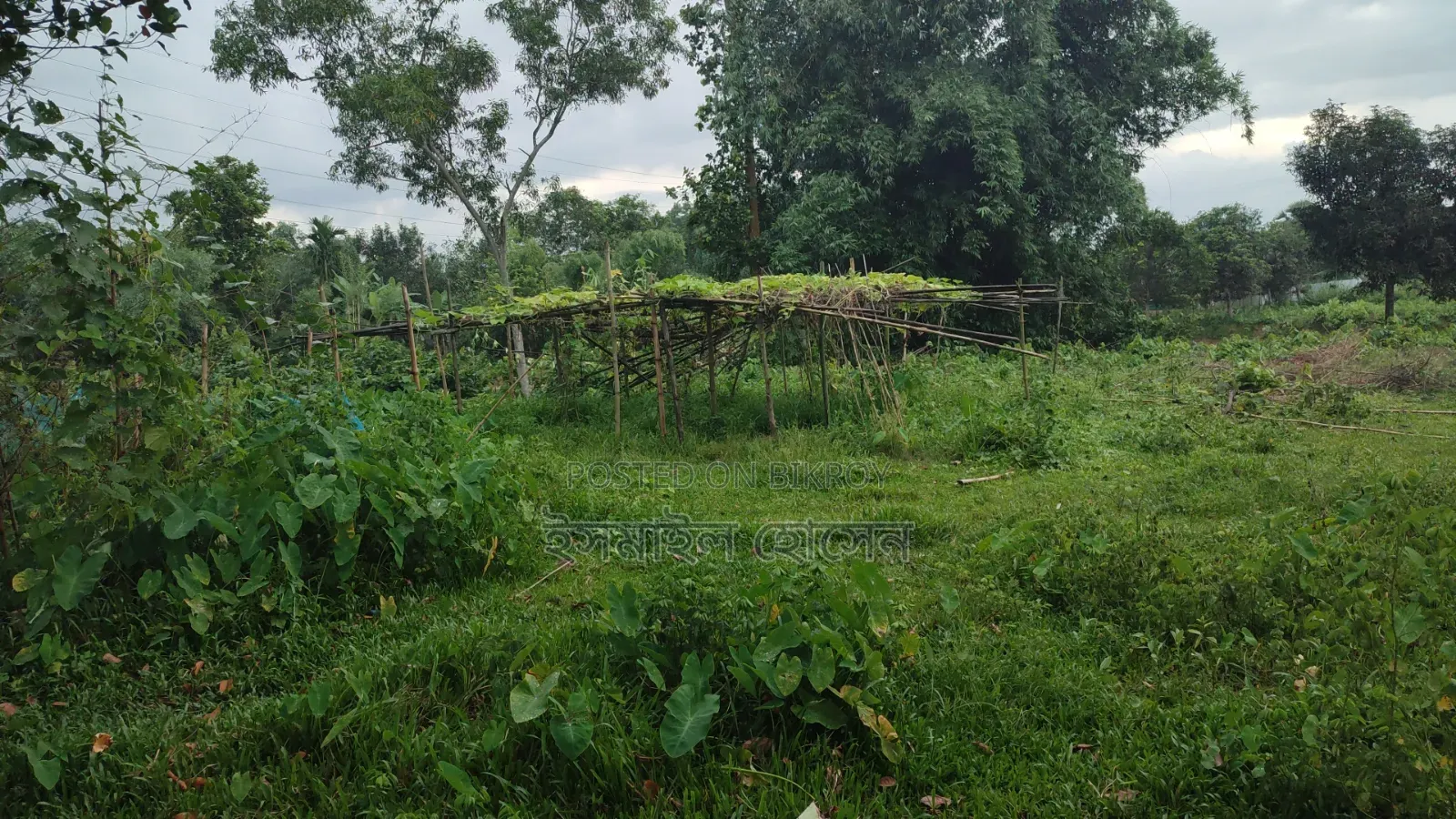 35 Satak Land for Sale at 85 Thousand Taka per Satak in Sreepur