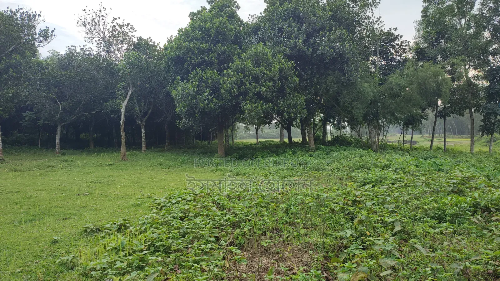 Land for sale 75 thousand taka per decimal in Sreepur