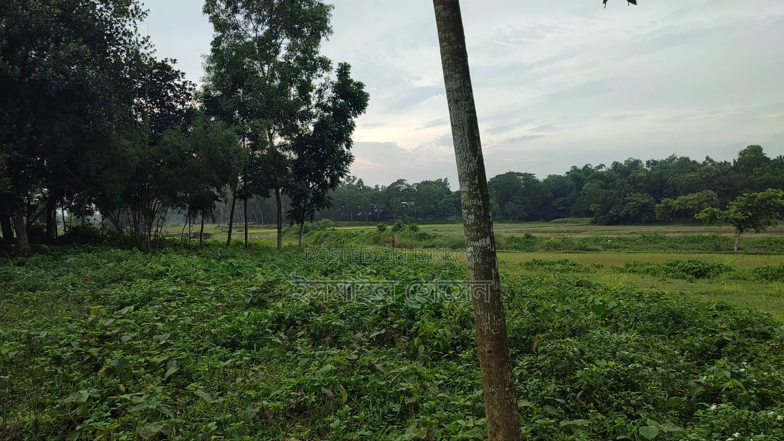Land for sale 75 thousand taka per decimal in Sreepur