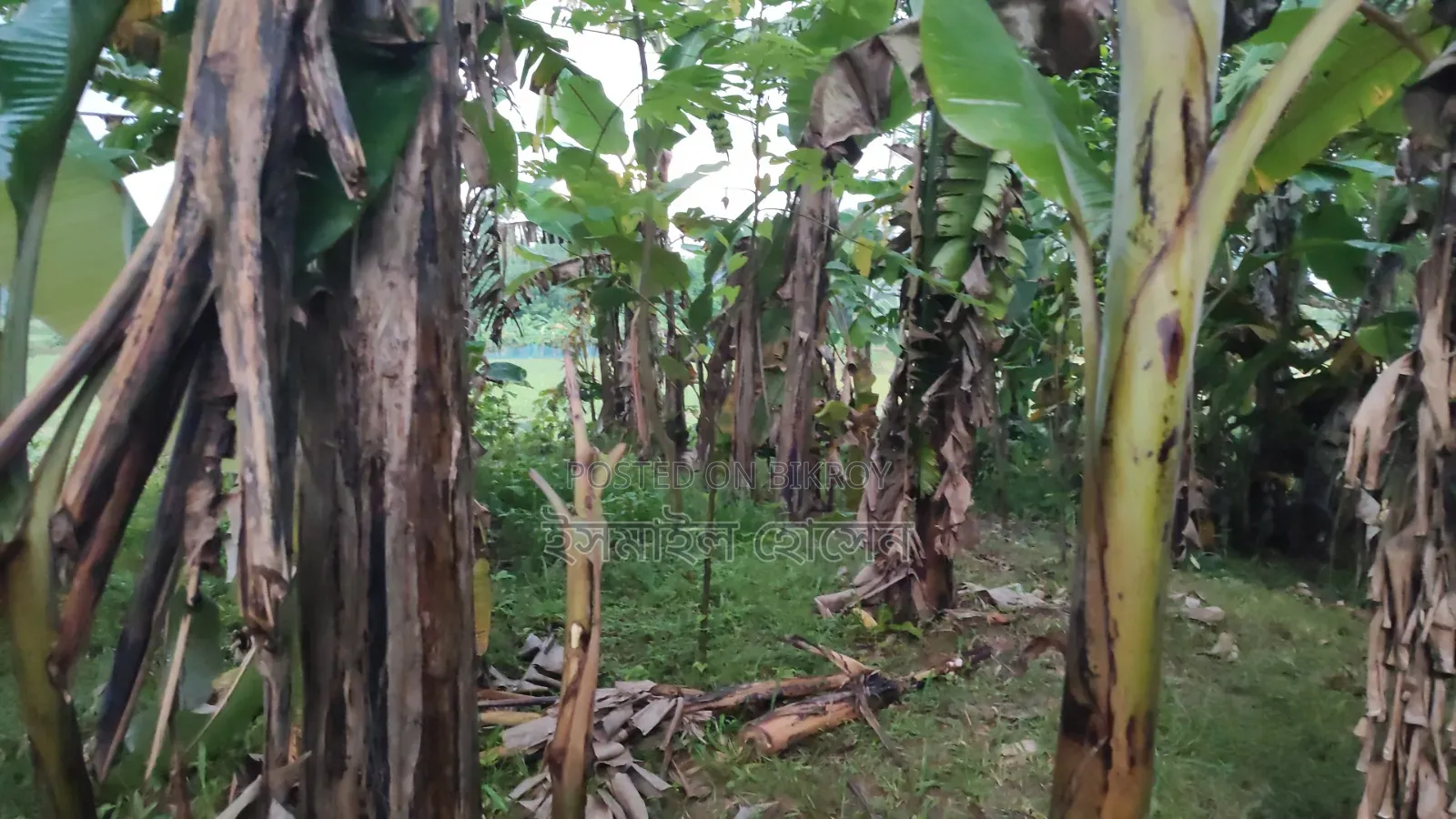6 Decimal Land for Sale | Total Price in Sreepur