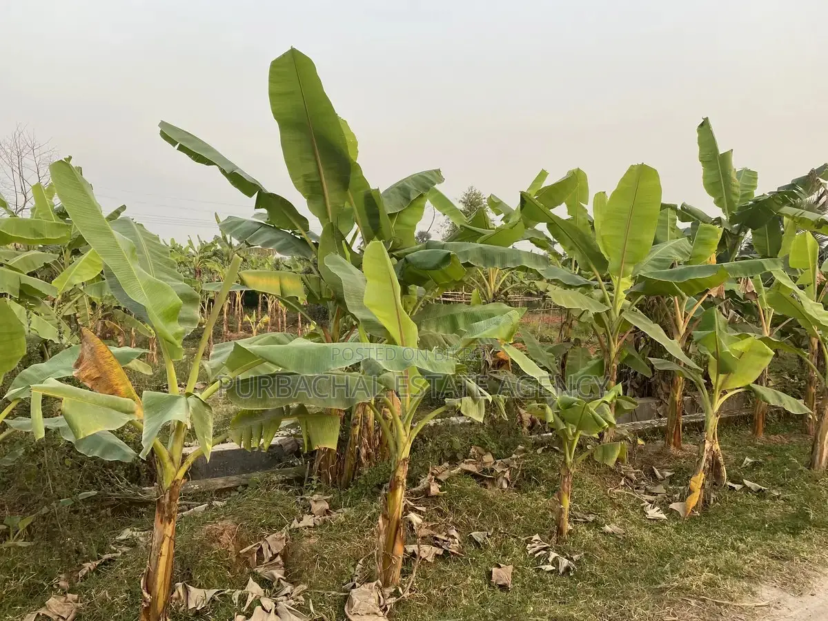 On 54 Ft Road: 3 Katha South-Facing Plot, Purbachal Sector 27 in Purbachal