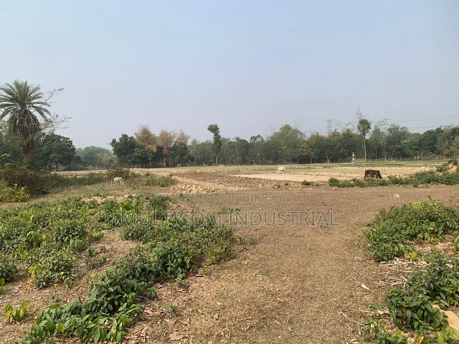 86,000 sqft land for rent, total – 210 decimals, 6 Bigah in Gazipur