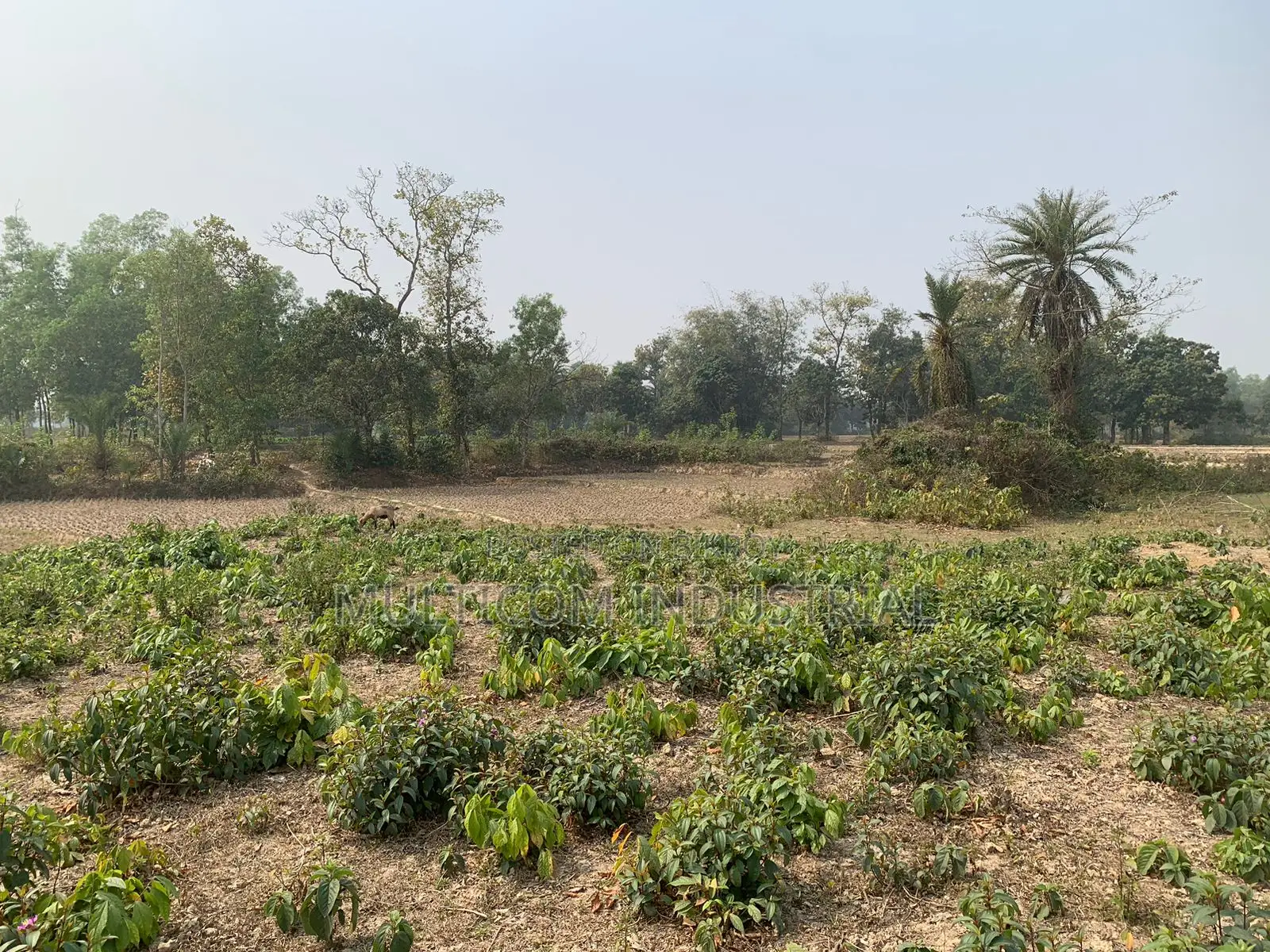 86,000 sqft land for rent, total – 210 decimals, 6 Bigah in Gazipur