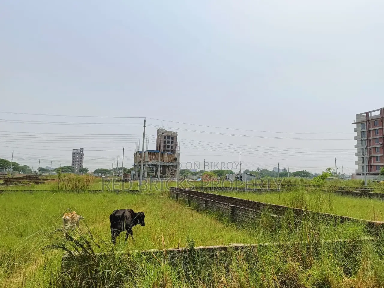 M Block 3 katha Plot sell closed 300 feet Bashundhara R/A in Basundhara