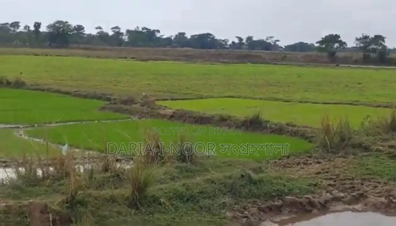 73 Bigha Land for Sale in Two Plots in Companiganj, Sylhet in Companiganj