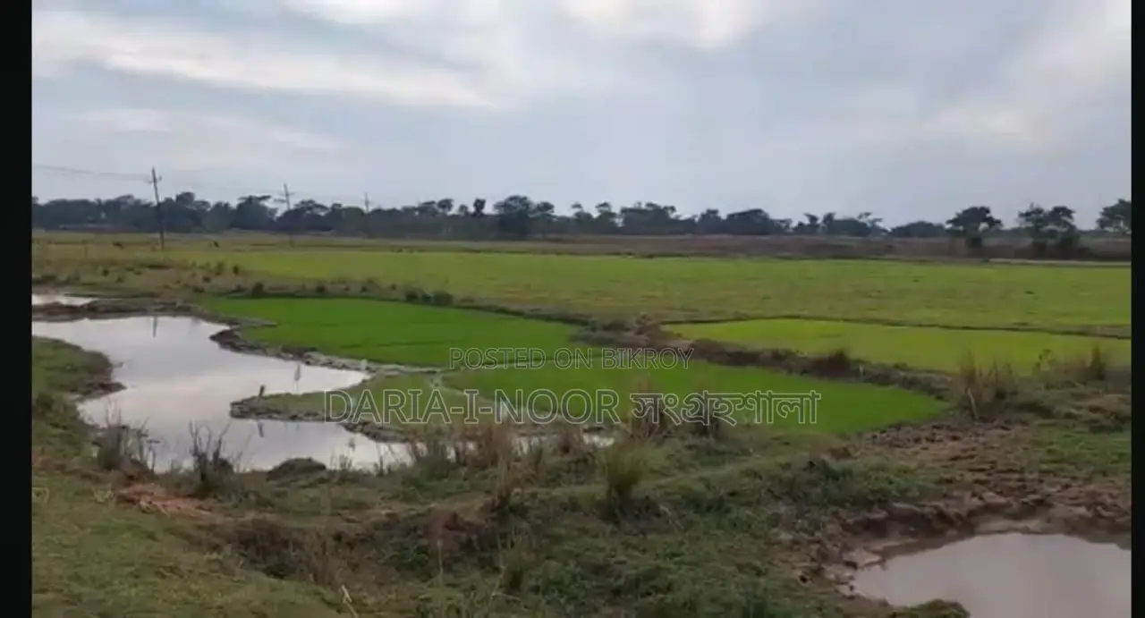 73 Bigha Land for Sale in Two Plots in Companiganj, Sylhet in Companiganj