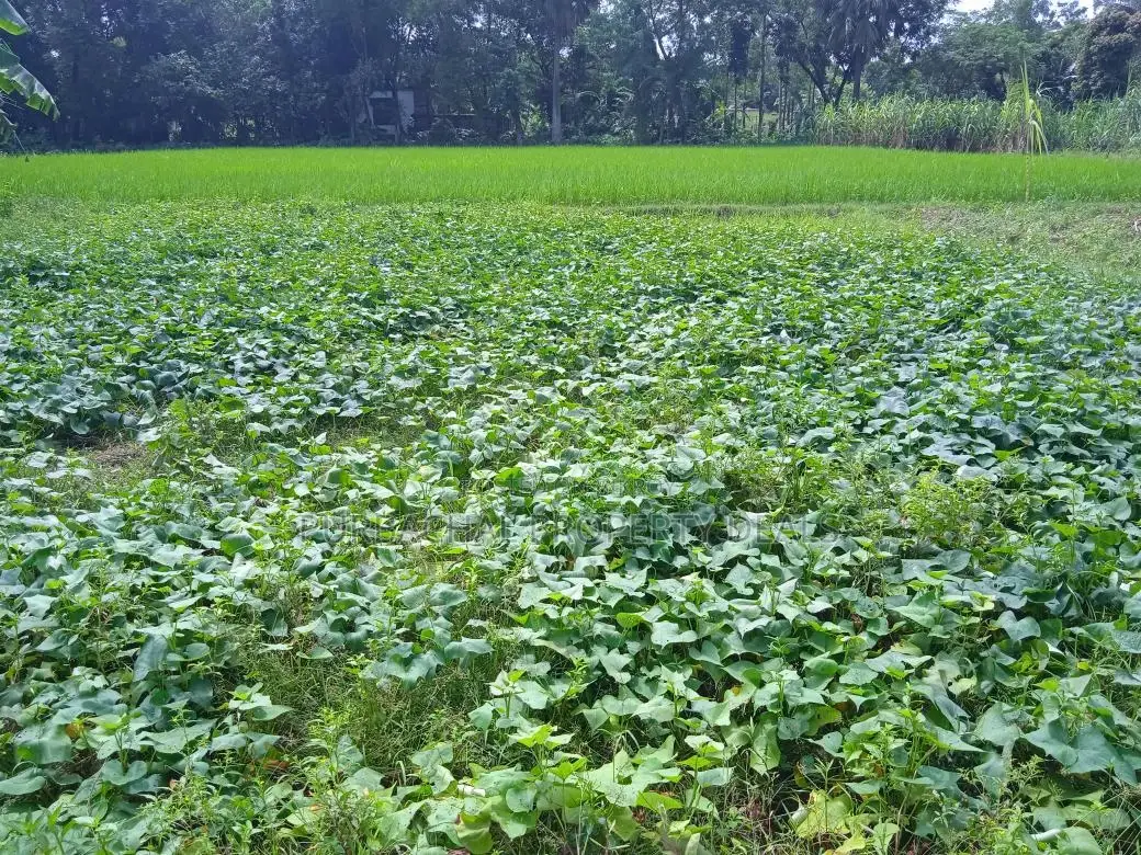 7.5 Bigha Land with Boundary Wall for Sale in Purbachal in Purbachal