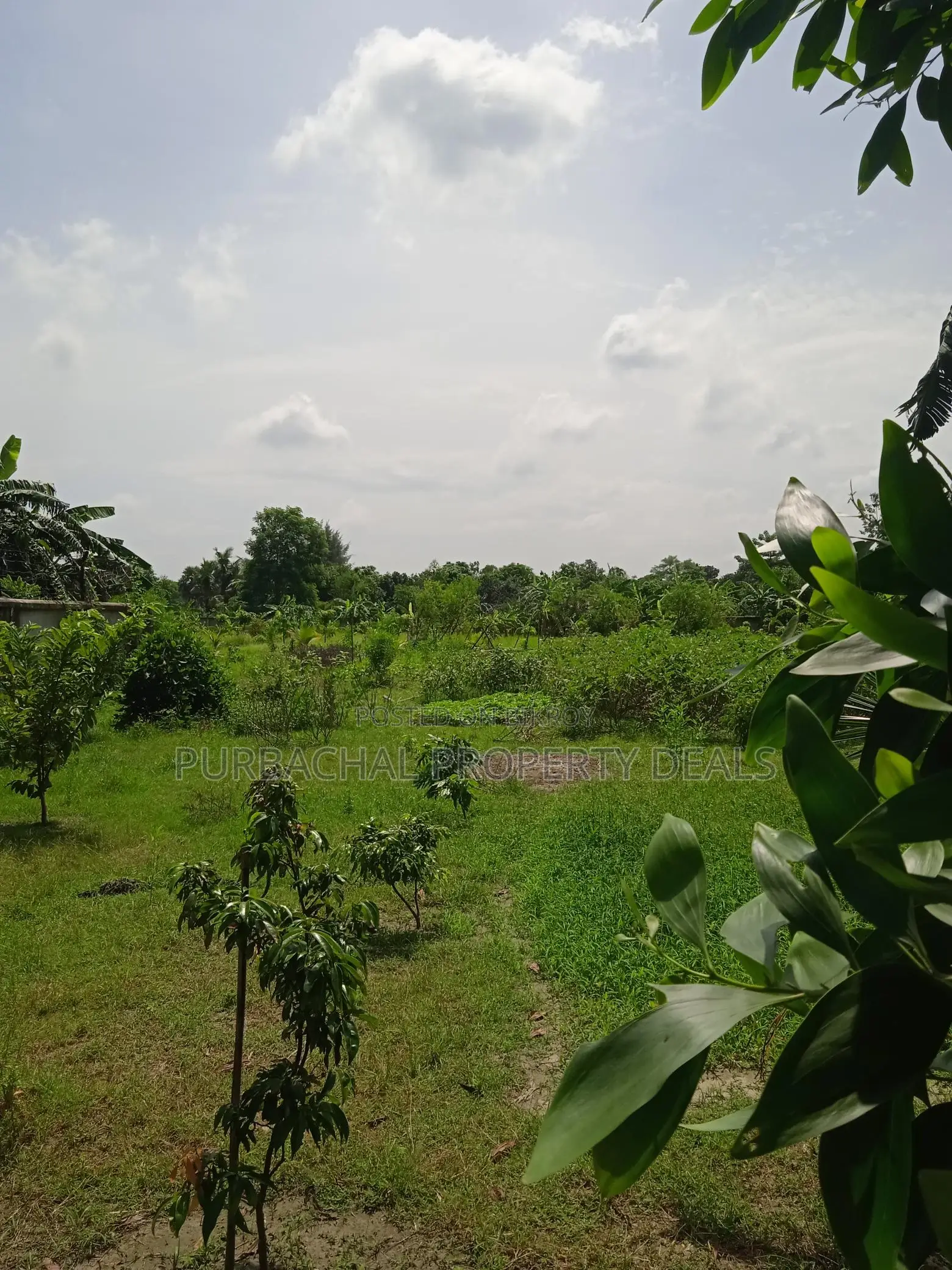 7.5 Bigha Land with Boundary Wall for Sale in Purbachal in Purbachal