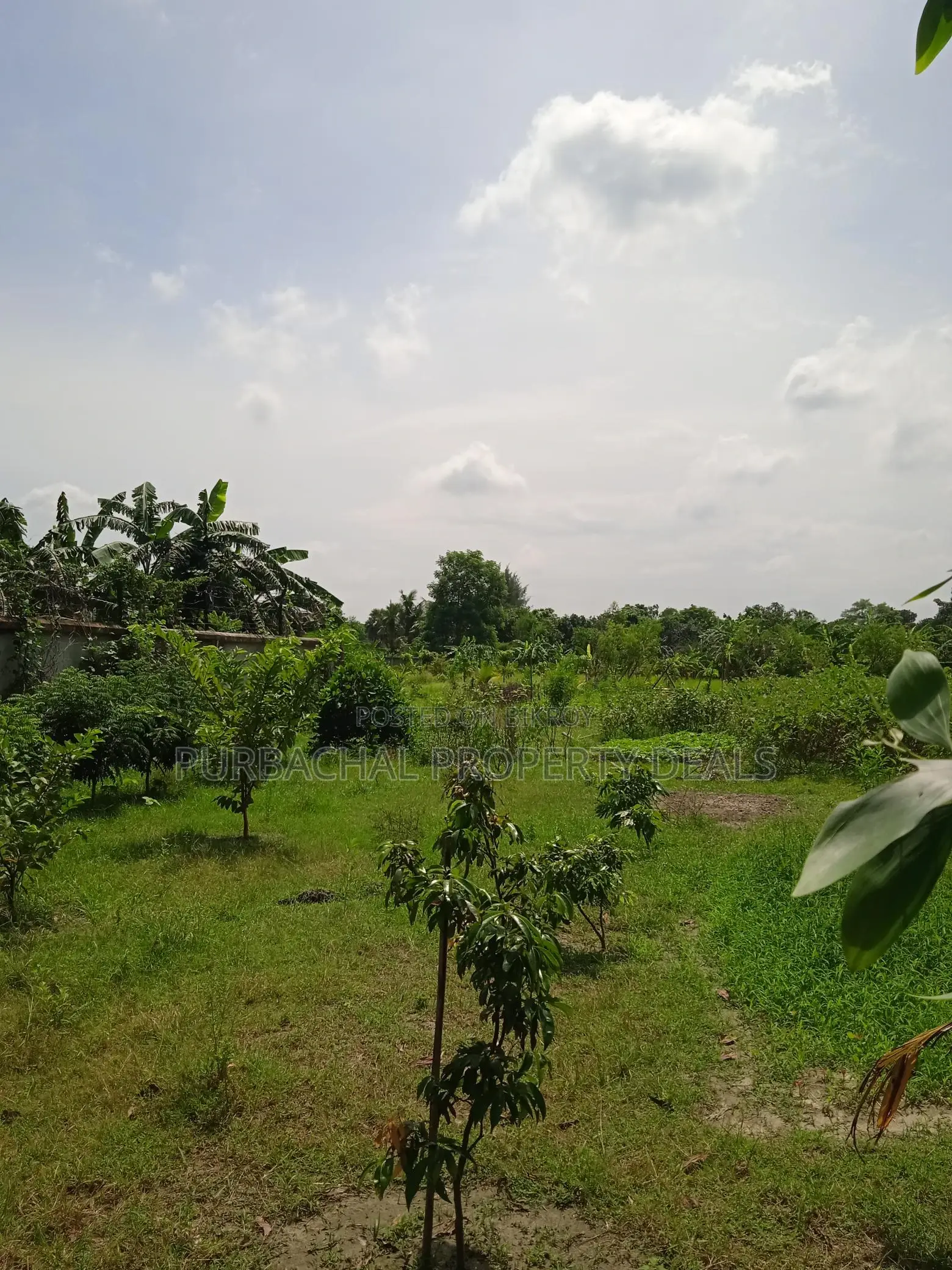 7.5 Bigha Land with Boundary Wall for Sale in Purbachal in Purbachal