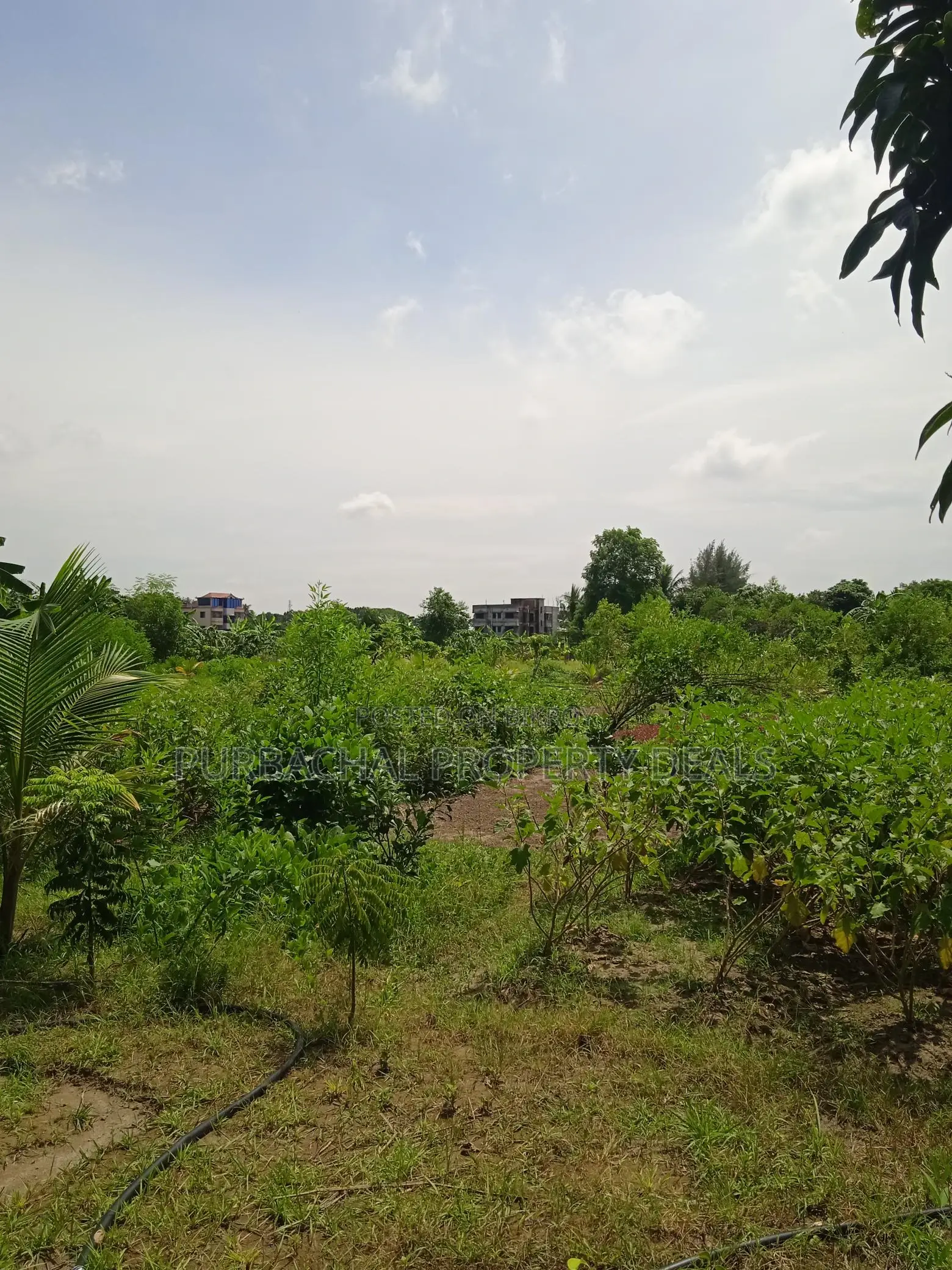 7.5 Bigha Land with Boundary Wall for Sale in Purbachal in Purbachal