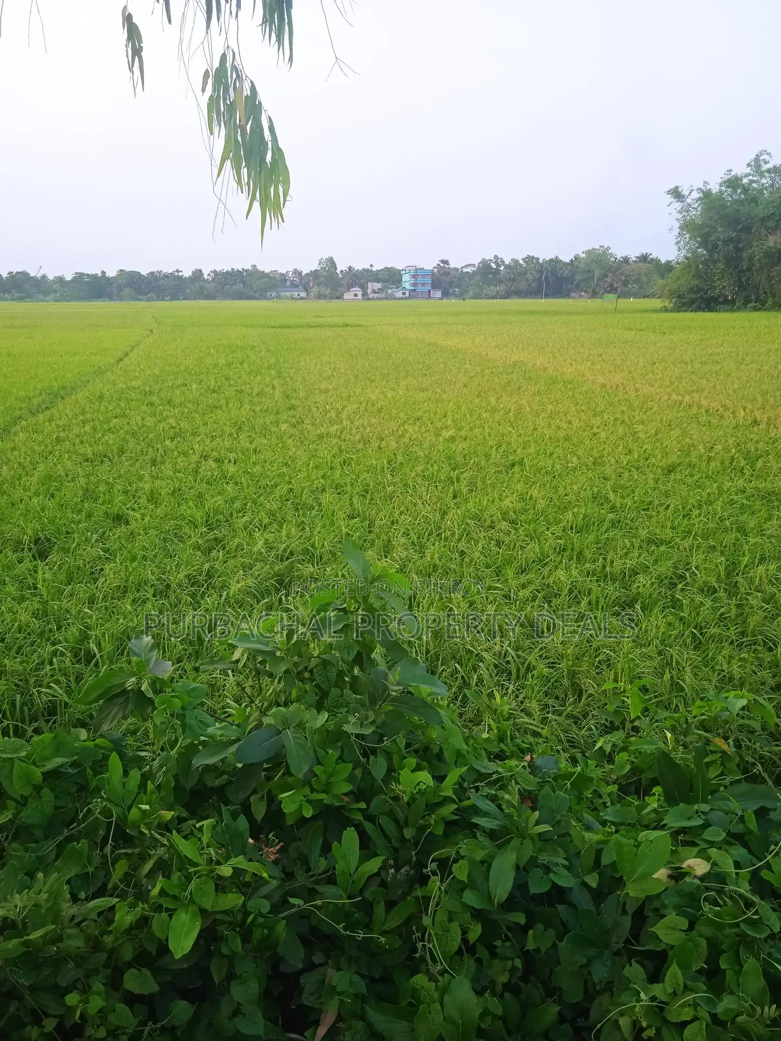 Premium Investment in Rupganj: 70 Decimals of Land Ready for You in Narayanganj