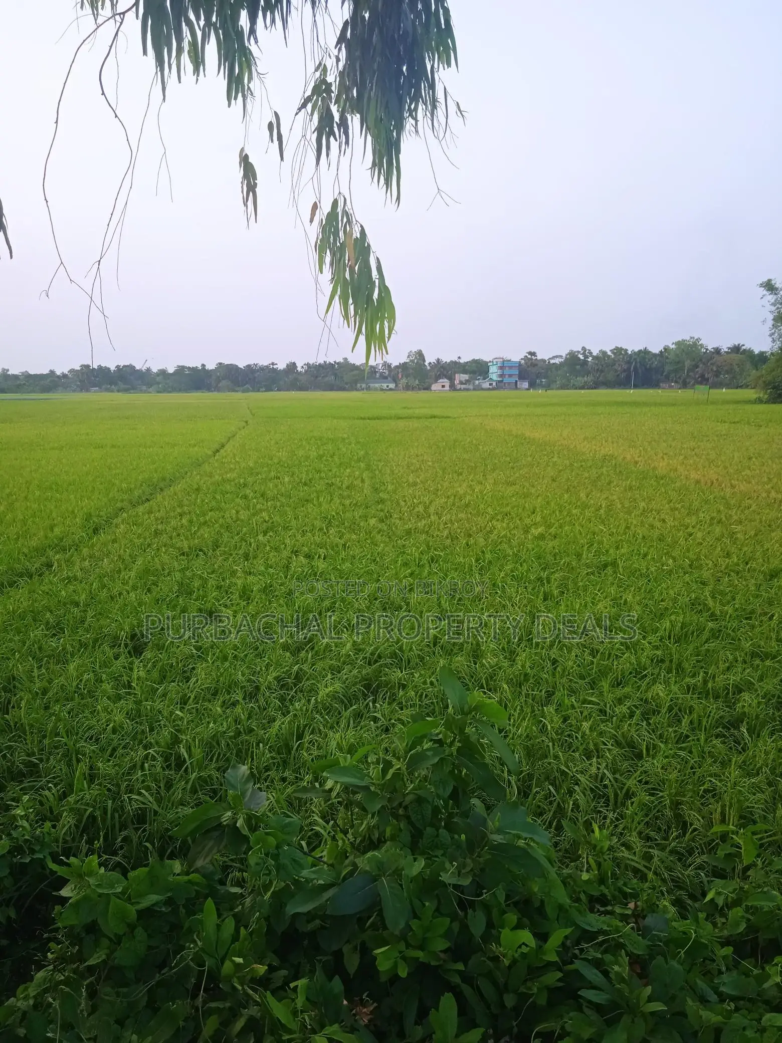 Premium Investment in Rupganj: 70 Decimals of Land Ready for You in Narayanganj