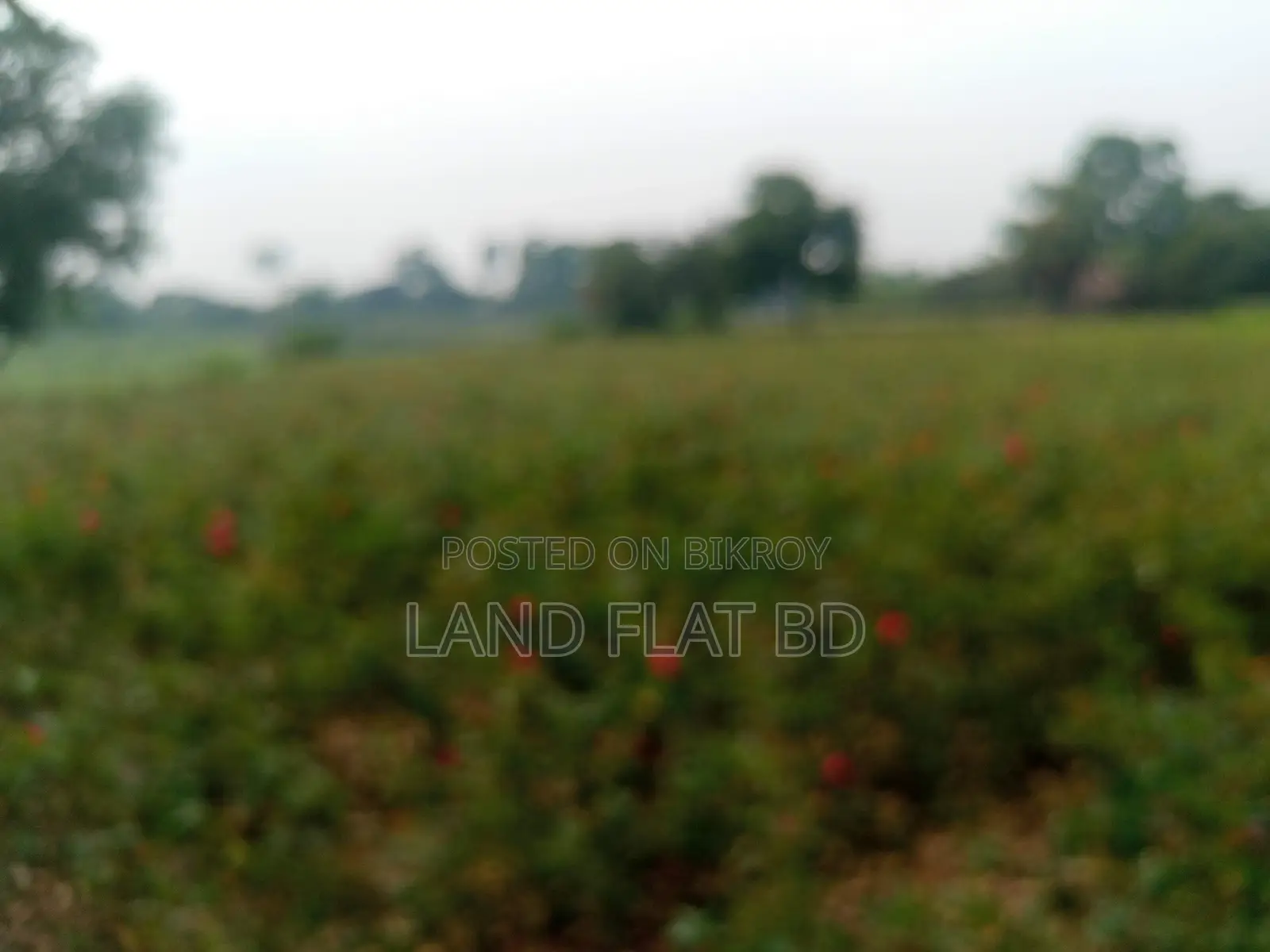 Purchase 20 Katha Land with Cash or a Five-Year Installment Plan in Savar