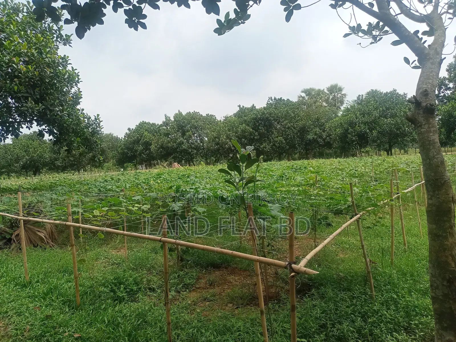 Purchase 20 Katha Land with Cash or a Five-Year Installment Plan in Savar