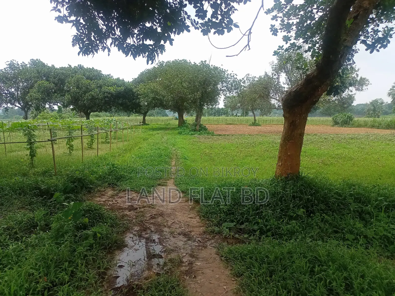 Purchase 20 Katha Land with Cash or a Five-Year Installment Plan in Savar
