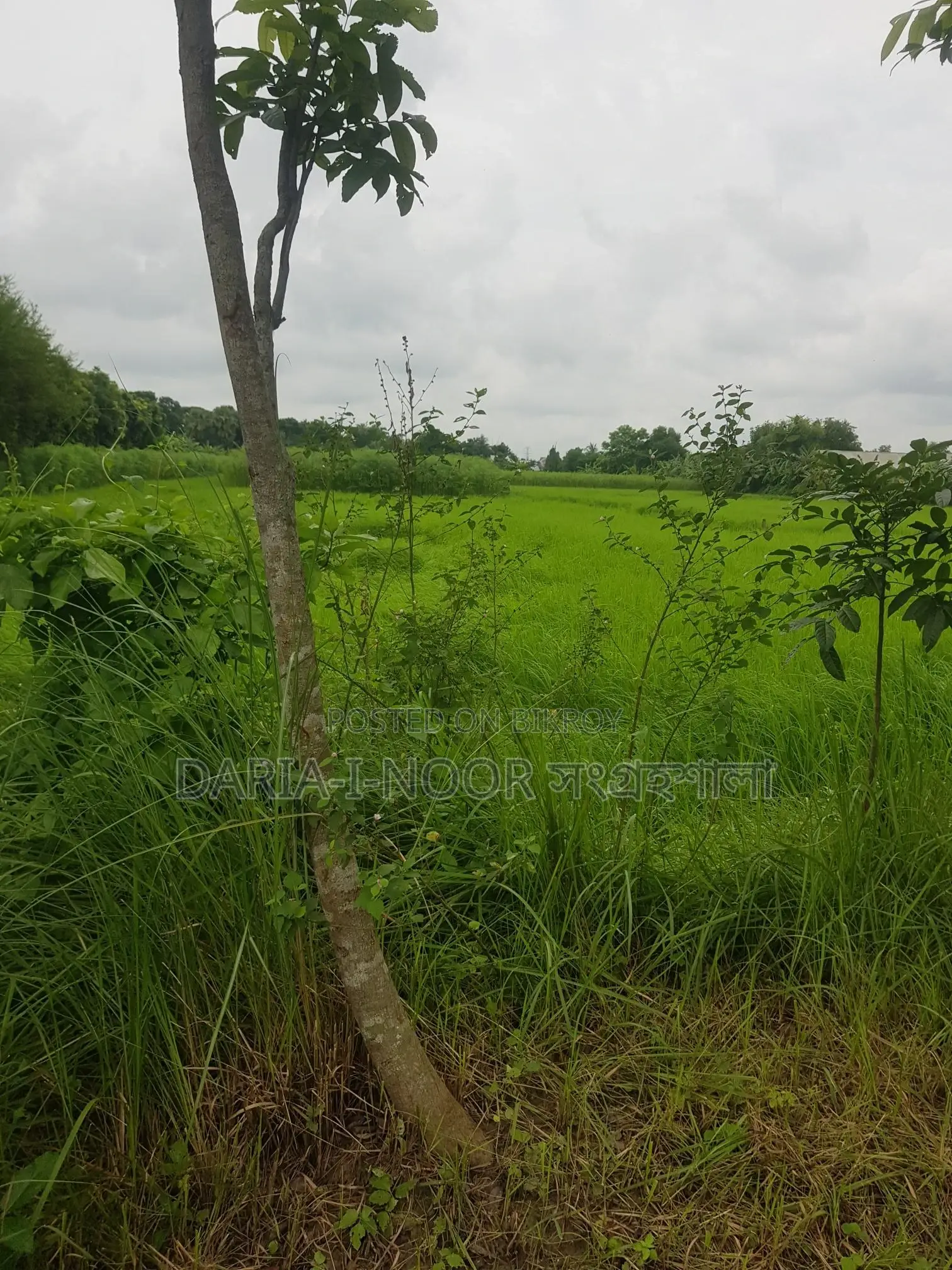 30 Bigha Land for Sale in Jazira Naodoba, Near Sheikh Russel Cantonment in Shariatpur