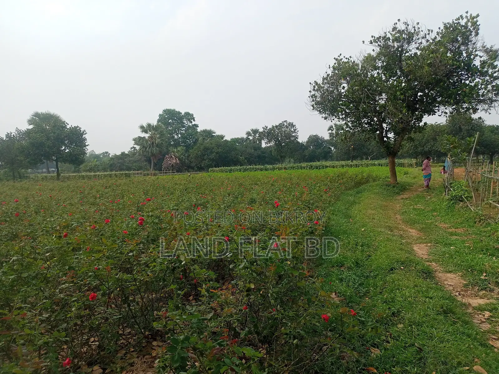 Purchase 12 Katha of Land with Cash or a Five-Year Installment Plan in Savar