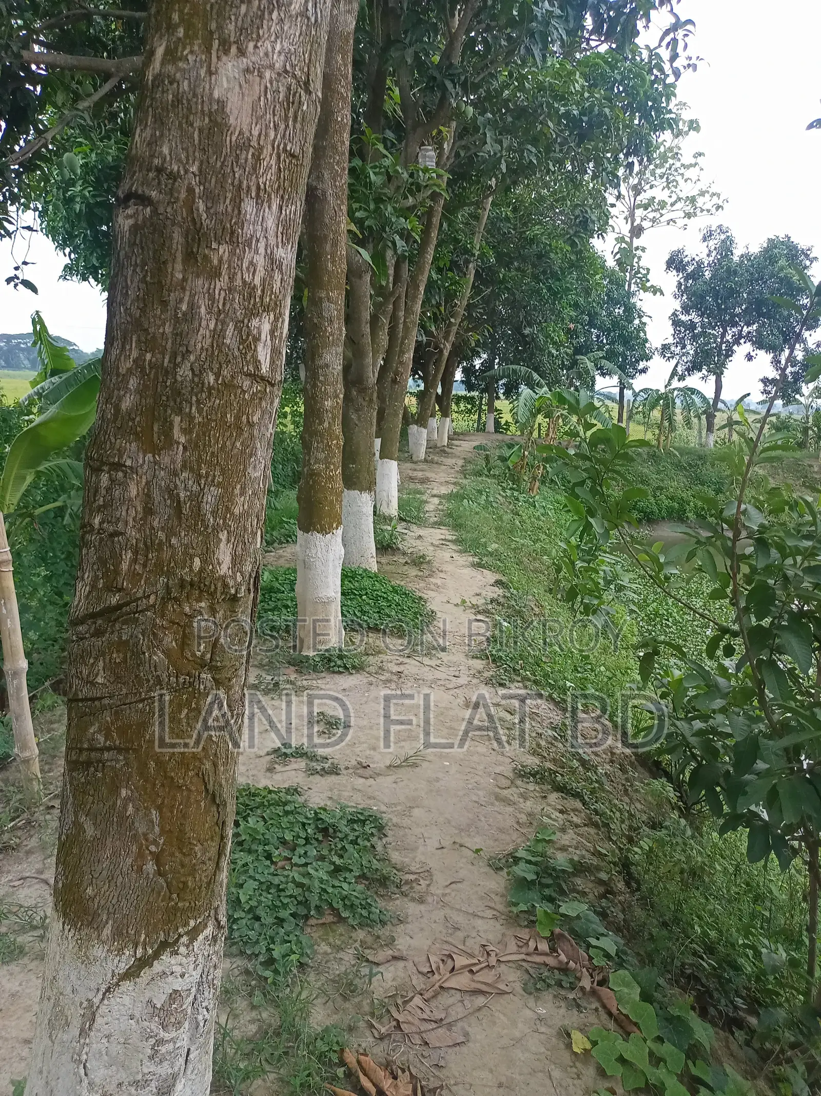Affordable, clean plots in B Block - 3/5/10 katha land for sale in Keraniganj