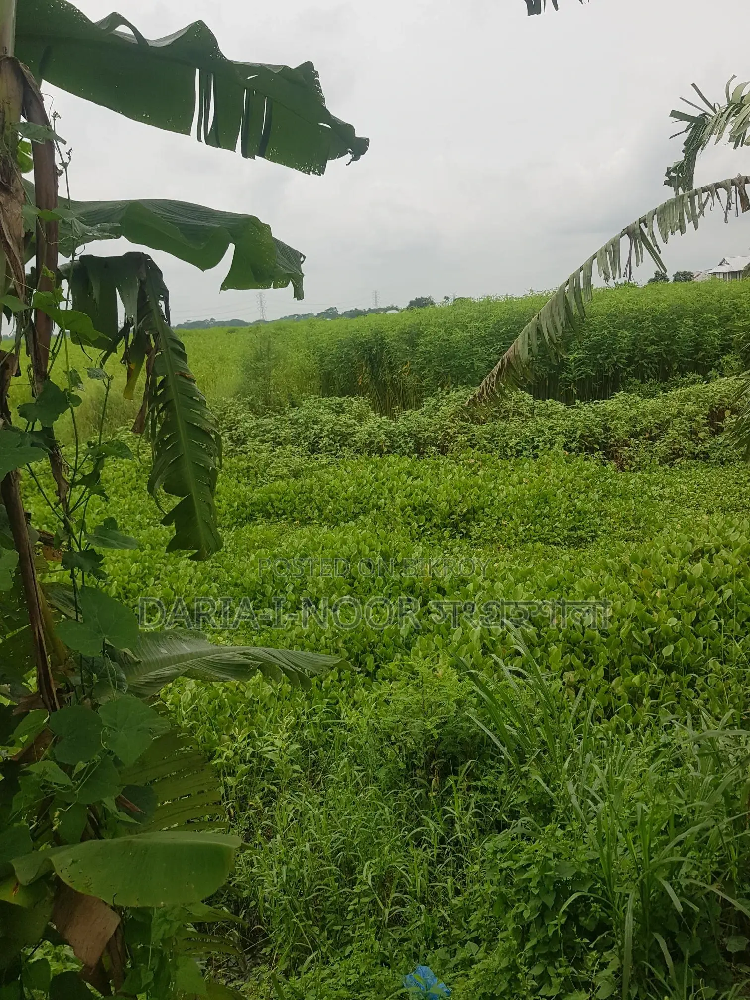 83 Bigha Land for Sale at Naodoba Gani More, Jajira Shariatpur Main Road in Shariatpur