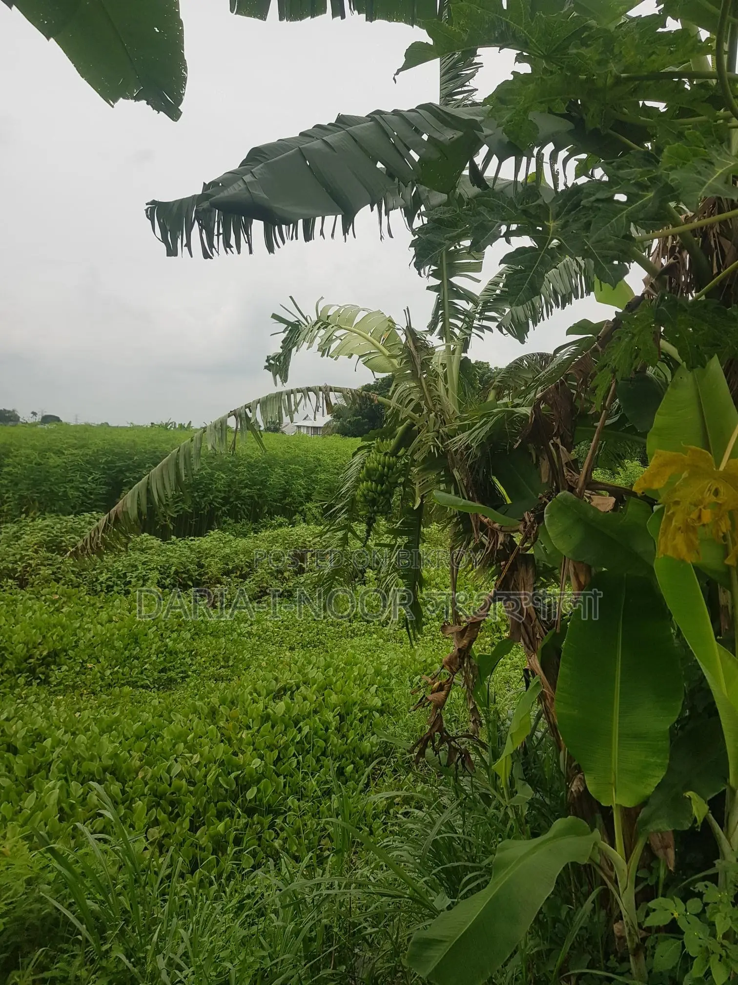 83 Bigha Land for Sale at Naodoba Gani More, Jajira Shariatpur Main Road in Shariatpur