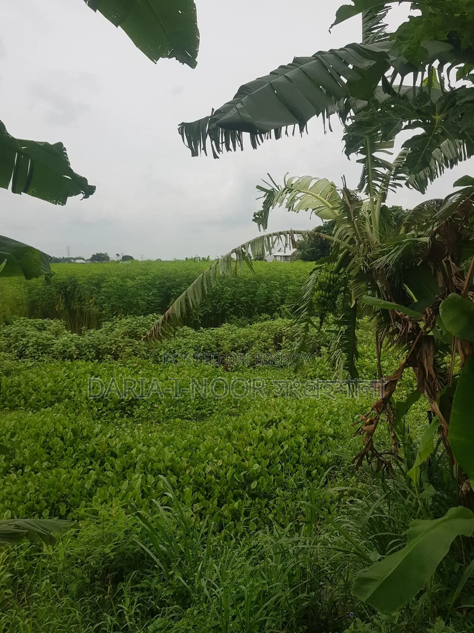 83 Bigha Land for Sale at Naodoba Gani More, Jajira Shariatpur Main Road in Shariatpur