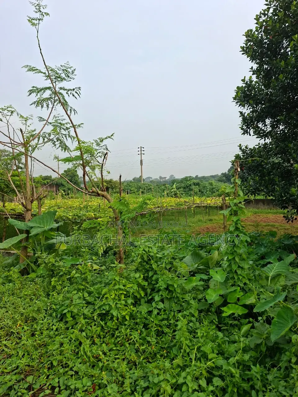 East Facing, Semi Corner, 3 Katha Plot In Sec#28 in Purbachal