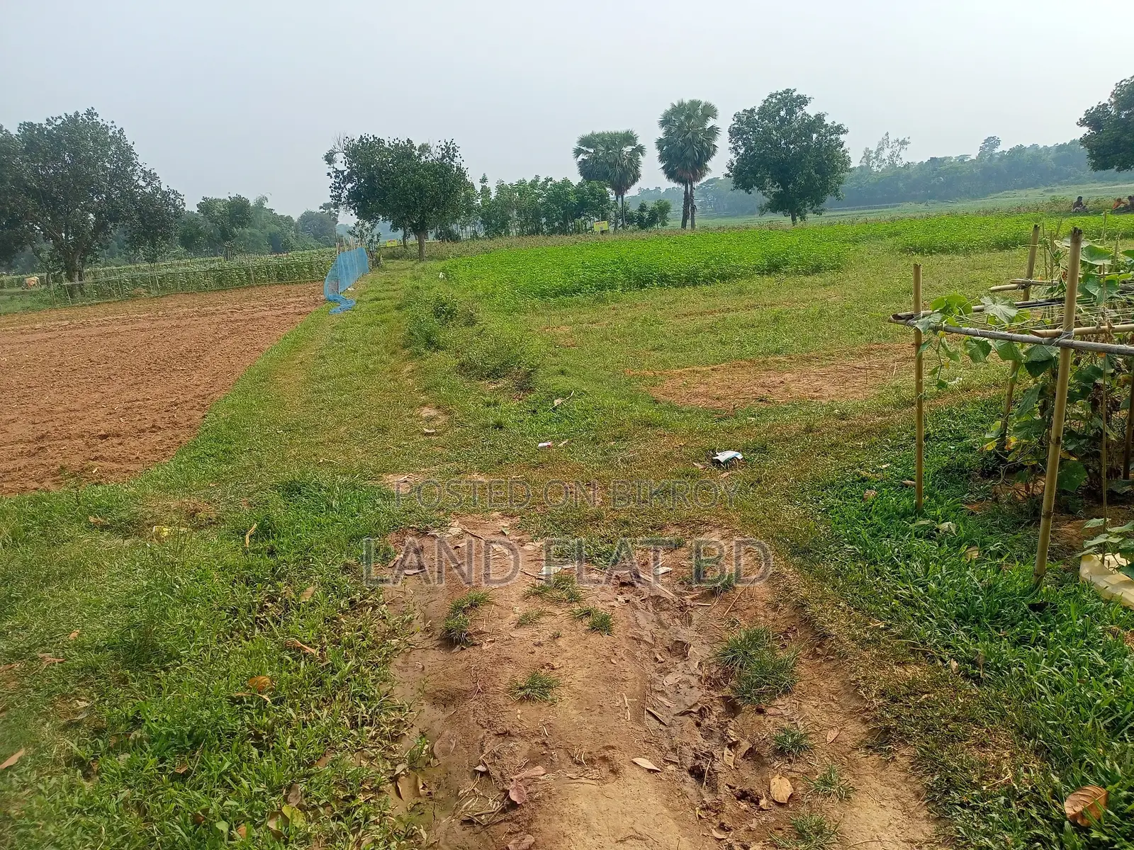 Purchase 6 Katha of Land with Cash or a Five-Year Installment Plan in Savar