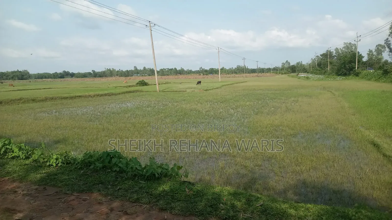 Land for Sale in Moulvibazar Sadar