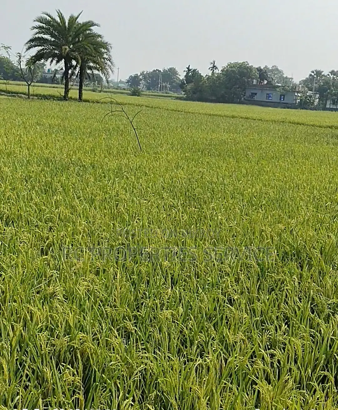 20 Bigha Industrial Land Rent In Gazipur in Gazipur Sadar