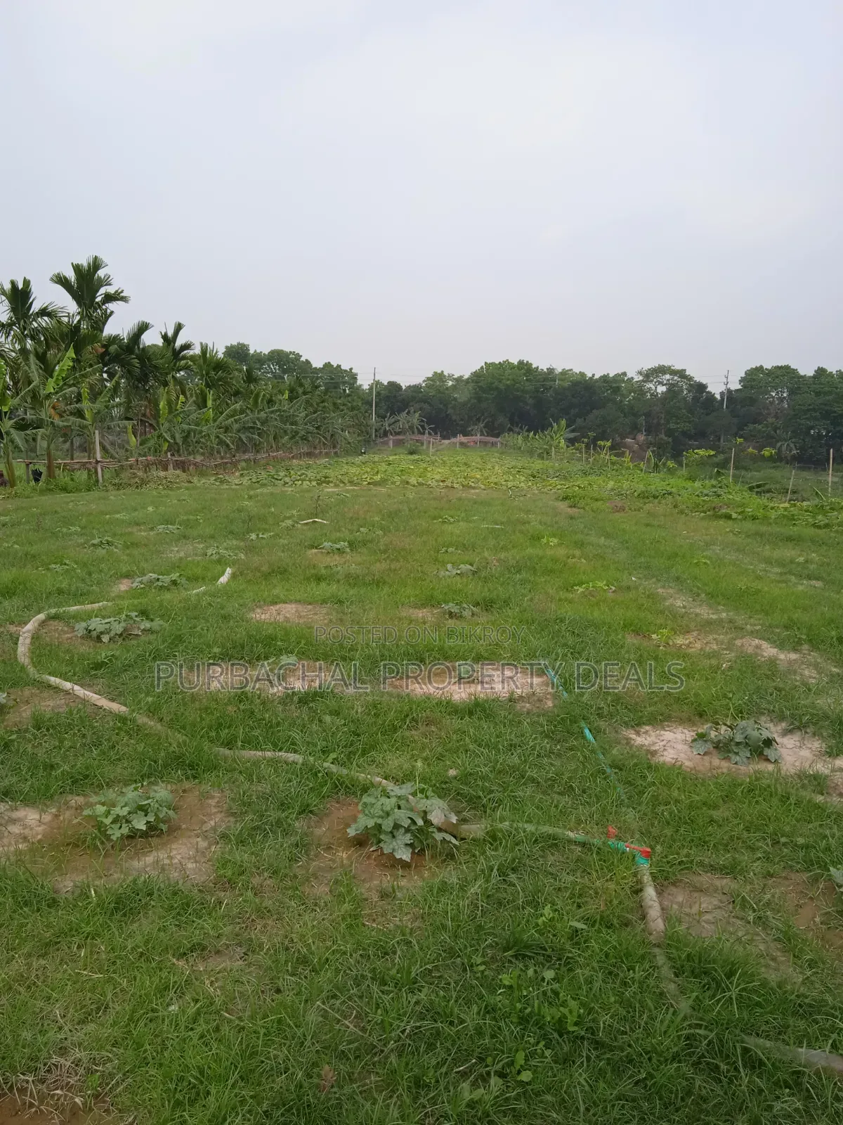 250 Decimal Ready Commercial Land for Sale Adjacent to Dhaka-Chattogram Highway in Narayanganj Sadar
