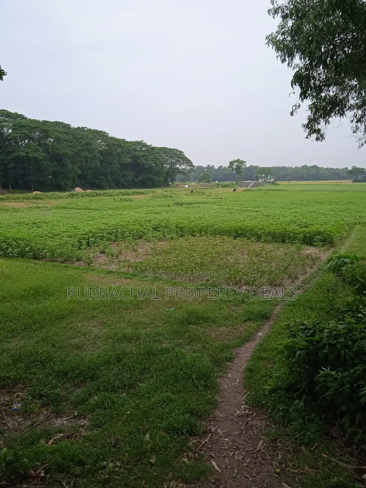 Land for Sale Suitable for a Large 12-Bigha Garden Project in Kaliganj in Kaliganj