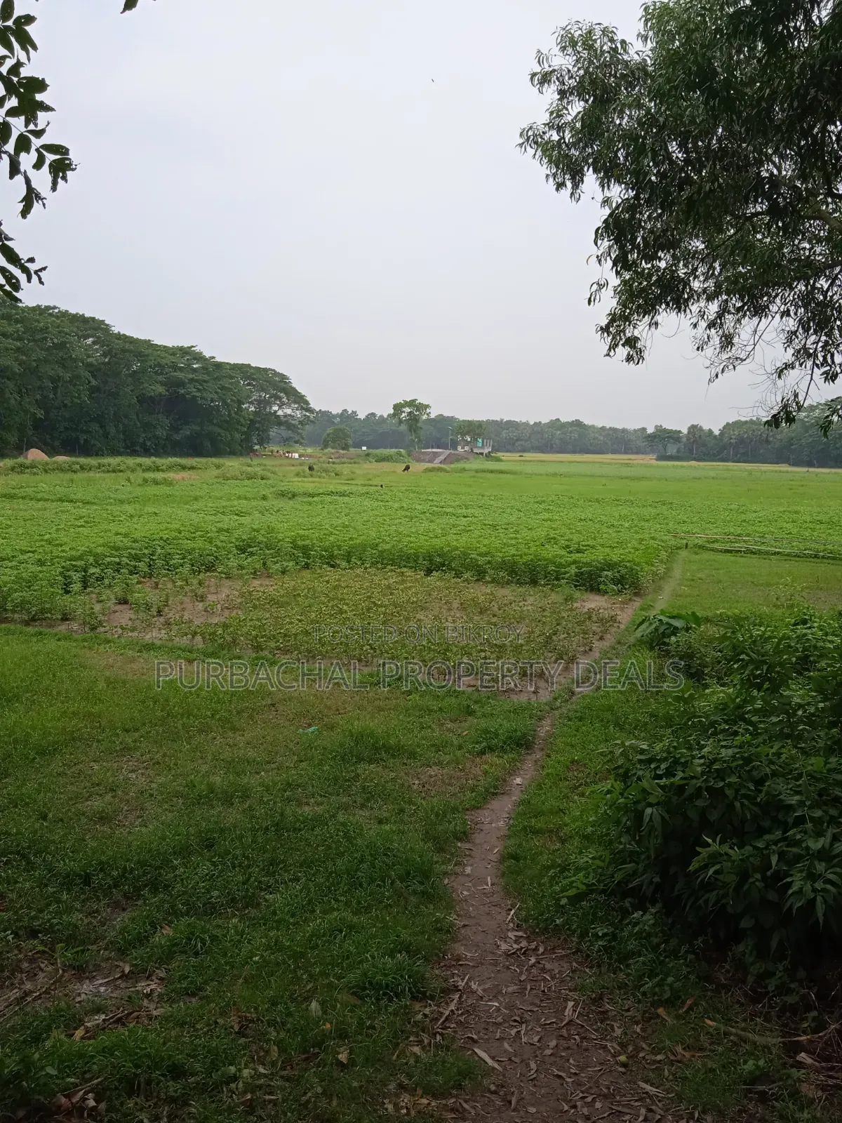 Land for Sale Suitable for a Large 12-Bigha Garden Project in Kaliganj in Kaliganj