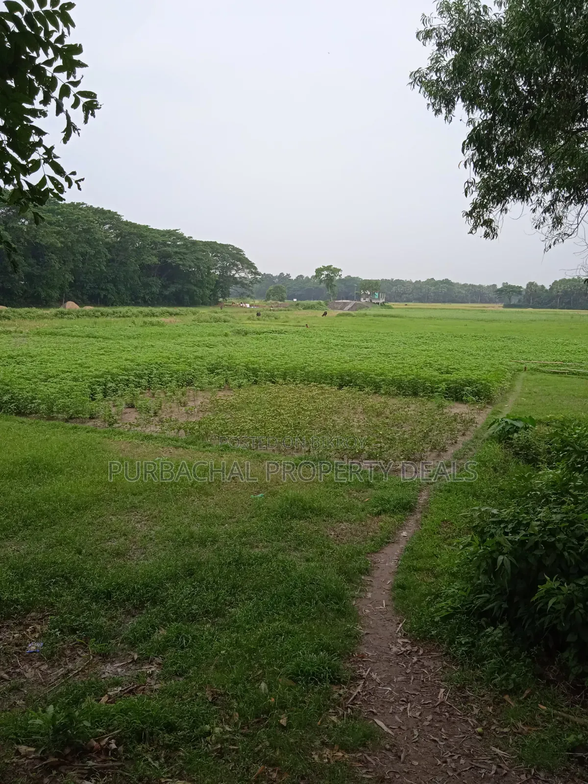 Land for Sale Suitable for a Large 12-Bigha Garden Project in Kaliganj in Kaliganj