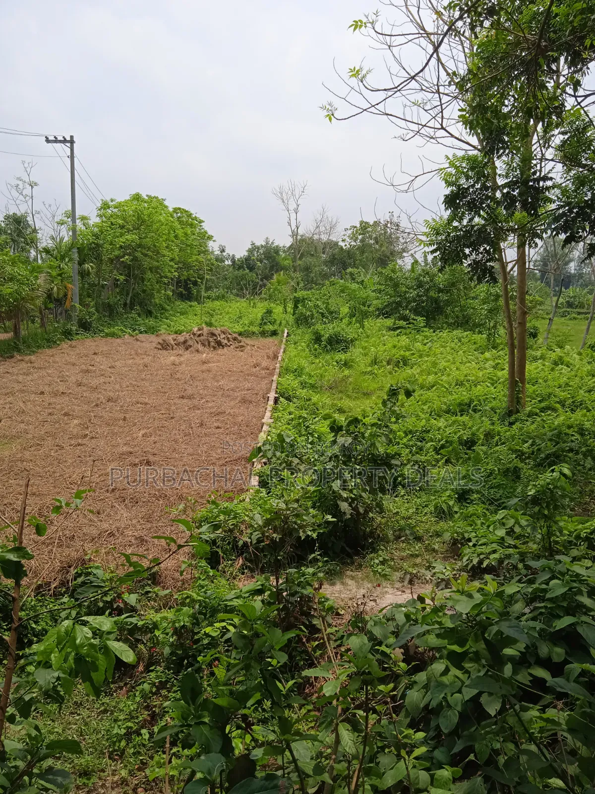 31 Decimal Premium Land for Sale Near 24ft Road in Kaliganj Upazila! in Kaliganj