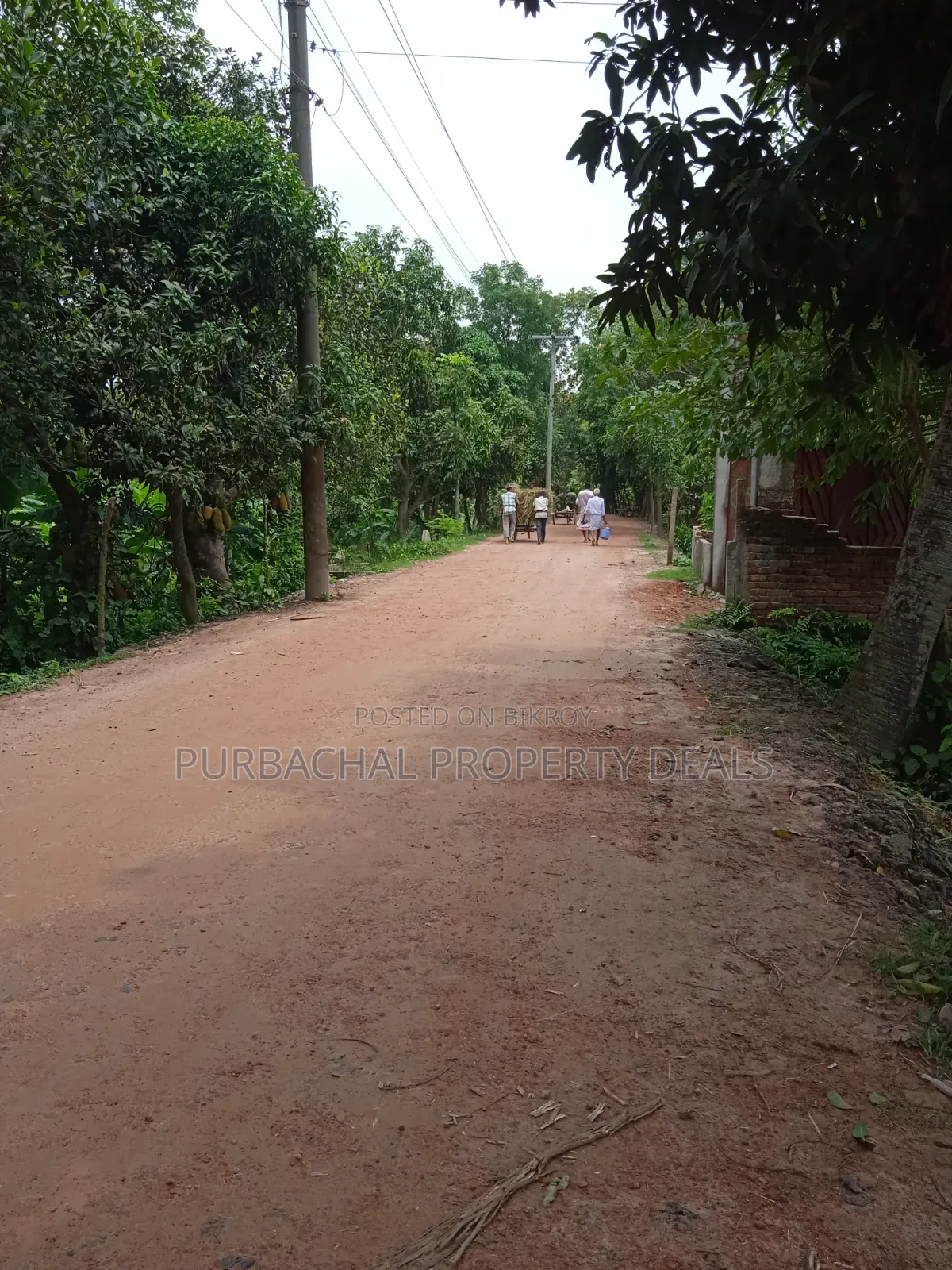 31 Decimal Premium Land for Sale Near 24ft Road in Kaliganj Upazila! in Kaliganj