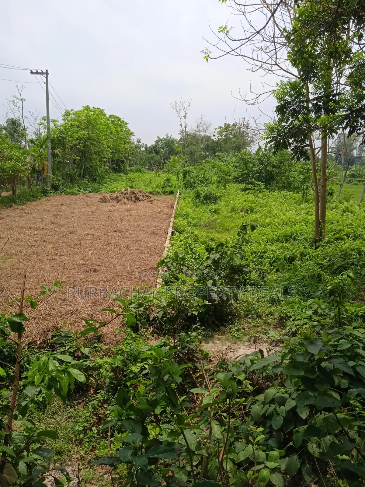 31 Decimal Premium Land for Sale Near 24ft Road in Kaliganj Upazila! in Kaliganj