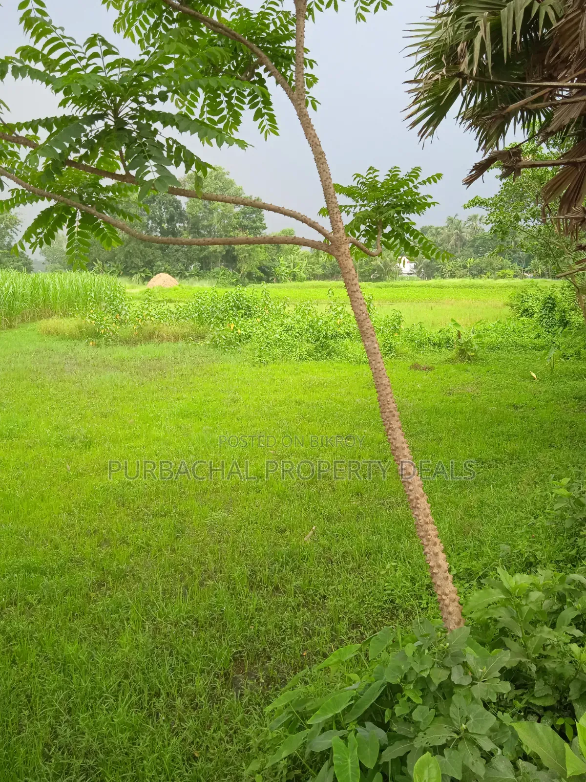 1 Bigha land for sale adjacent to 12 feet wide road in Kaliganj Upazila in Kaliganj