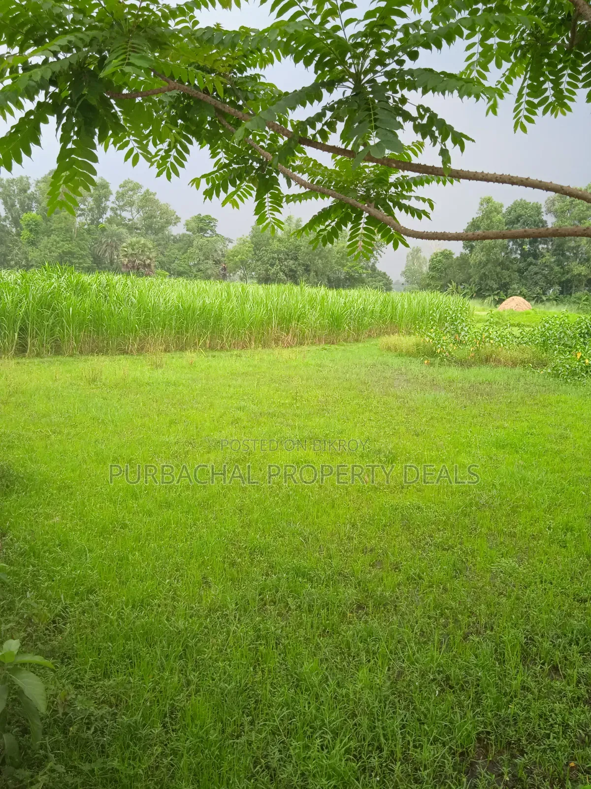 1 Bigha land for sale adjacent to 12 feet wide road in Kaliganj Upazila in Kaliganj